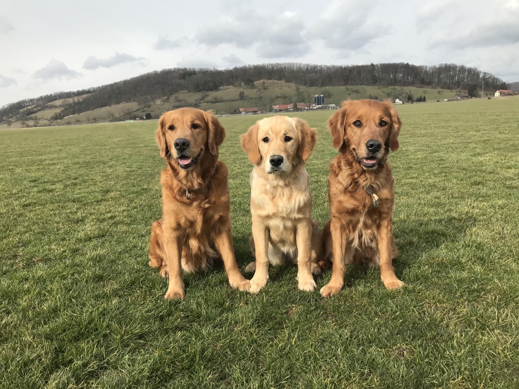Aileen, Fly und Cia auf dem Birrfeld am 12.02.2019