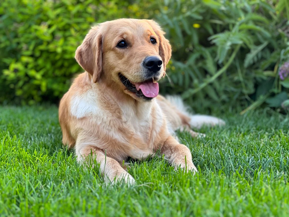 Nayla