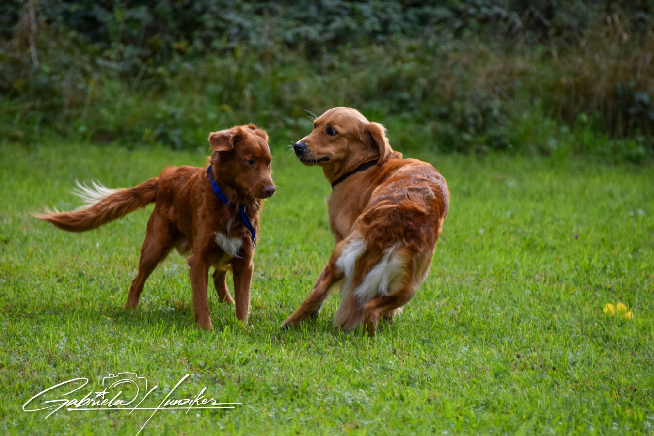 Lani am Spielen mit Artgenossen