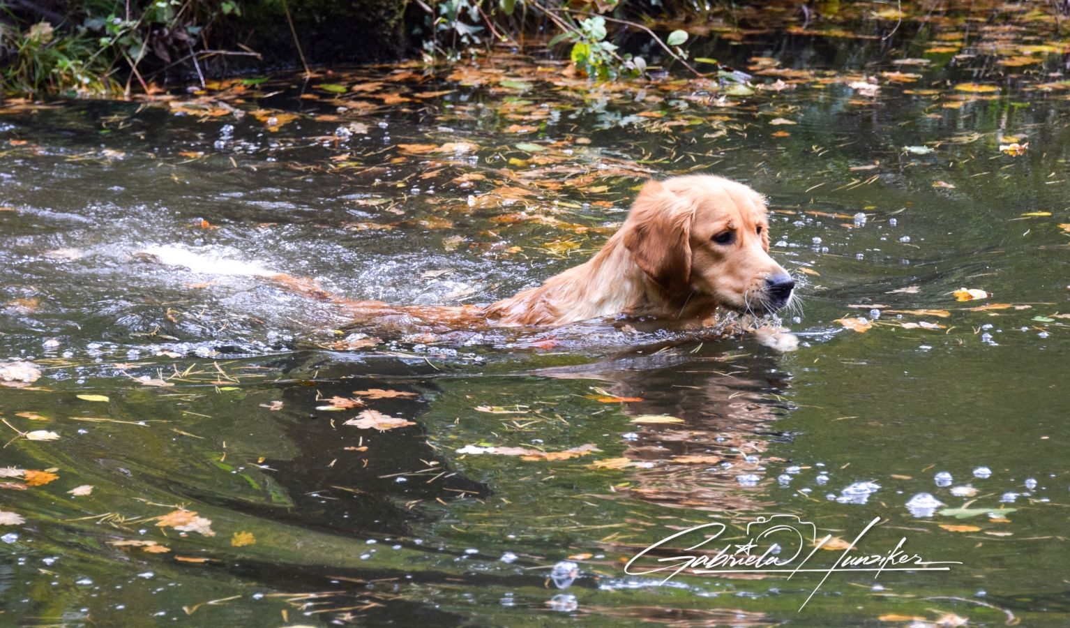 Lani beim Schwimmen
