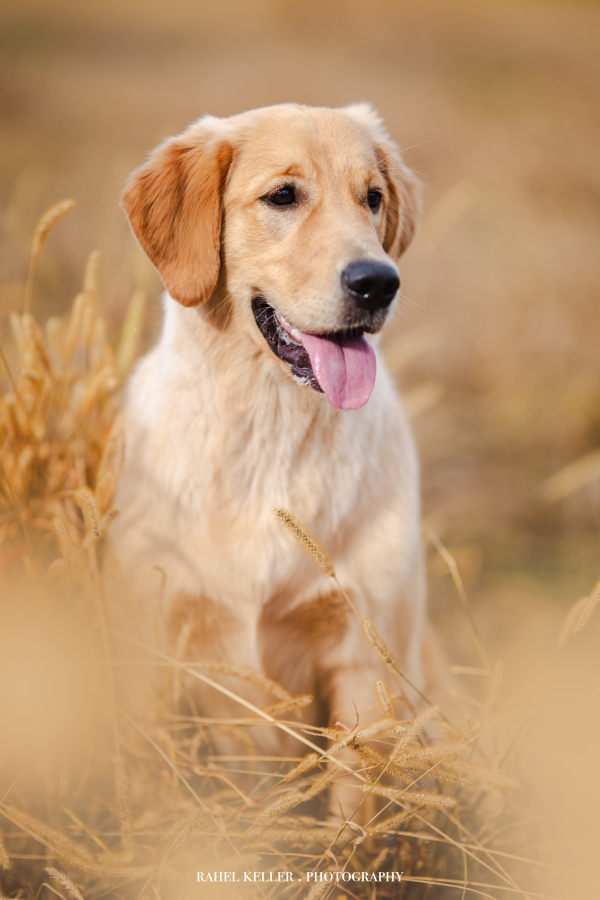 Nava Golden Harmony vom Rebhügel