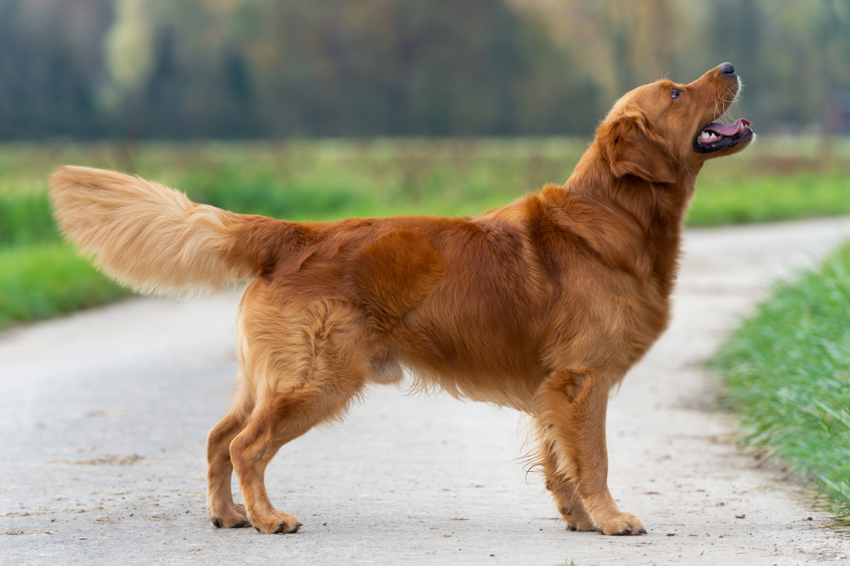 Cliff Golden Harmony vom Rebhügel