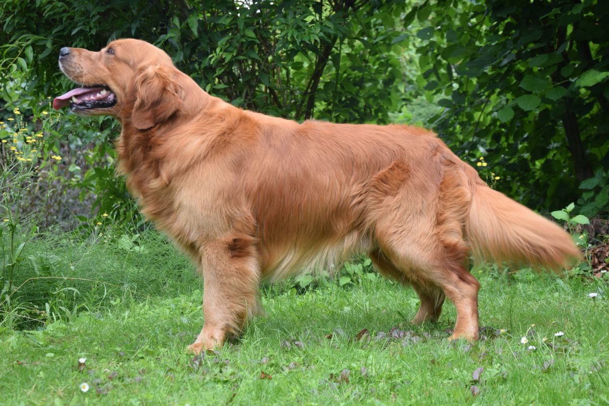 Duc Golden Harmony vom Rebhügel