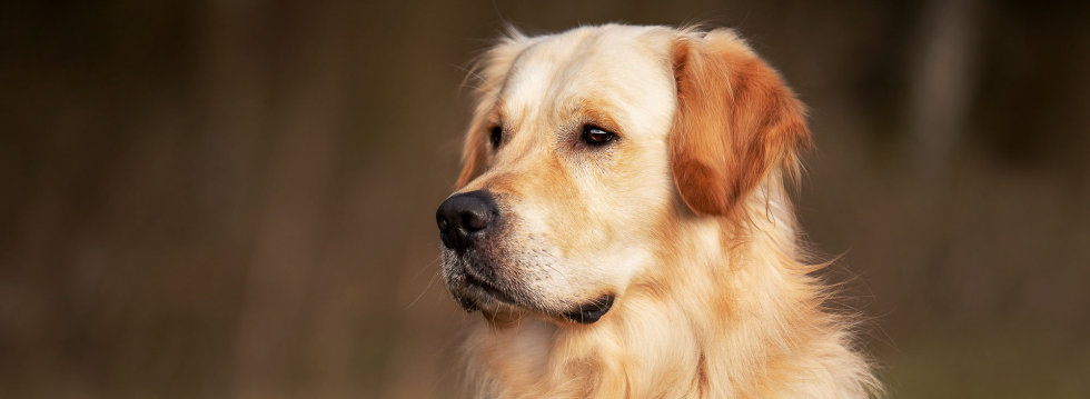 Chill Golden Harmony vom Rebhügel