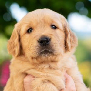 Welpe (m, orange) am 08.09.2018