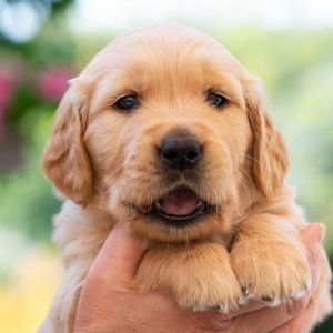 Welpe (m, braun) am 08.09.2018