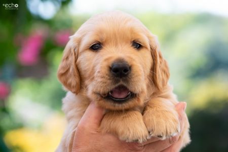 Welpe (m, braun) am 08.09.2018