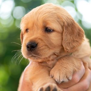 Welpe (m, gr&uuml;n) am 08.09.2018