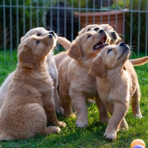 Kleine Meute am 29.09.2018