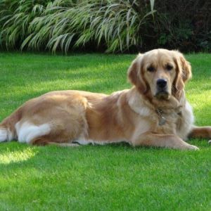 Joya&nbsp;(Bayla, w) im Oktober 2017