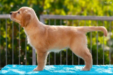 Fly (w, gelb) am 30.09.2018