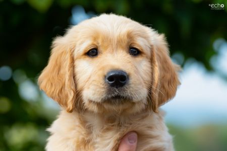 Welpe (m, braun) am 30.09.2018