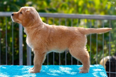 Welpe (m, gr&uuml;n) am 30.09.2018