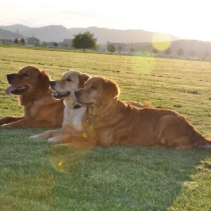Unterwegs mit Tom, Dylan, Fly und Aileen am 14.05.2019 im Birrfeld