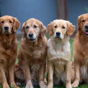 Mama Aileen, Gossmama Amira, Fly und Papa Camillo (v.l.n.r.) am 5. April 2019