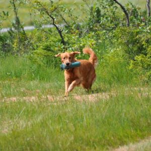 Aileen am 01.08.2019 beim Dummytraining im Bregenzerwald