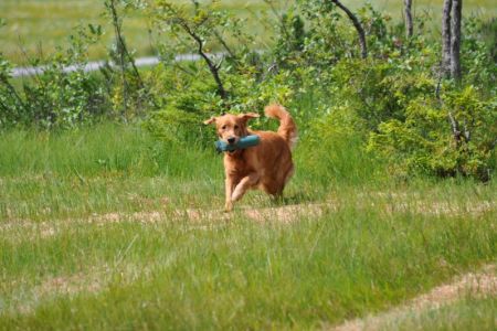 Aileen am 01.08.2019 beim Dummytraining im Bregenzerwald