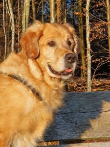 Nanouk (Aron Golden Harmony vom Rebh&uuml;gel) am 05.03.2020