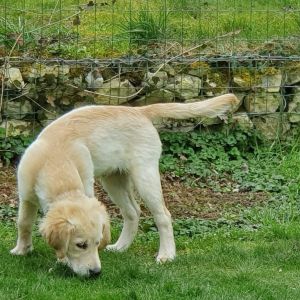 Gismo&nbsp;(m) am 14.03.2020