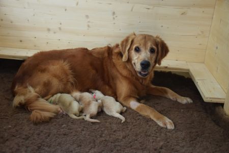 Aileen mit ihren I-Wurf Welpen