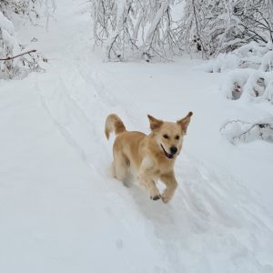 Gismo (m) am 16.01.2021