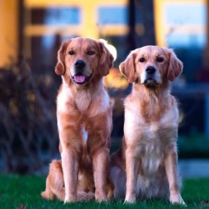 Geschwistertreffen von Marley (Gadi) und Nala (Gaya) am 28.02.2022