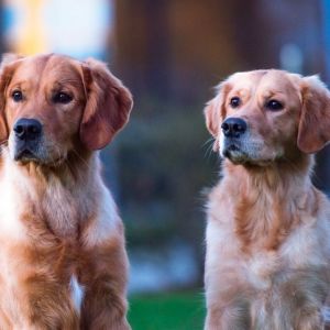 Geschwistertreffen von Marley (Gadi) und Nala (Gaya) am 28.02.2022