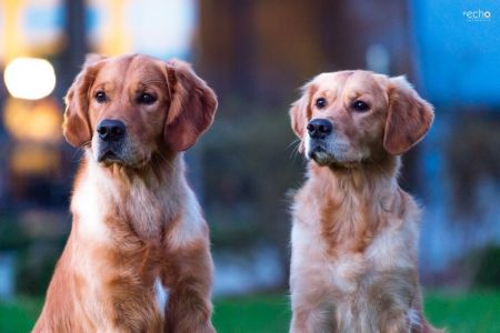 Geschwistertreffen von Marley (Gadi) und Nala (Gaya) am 28.02.2022